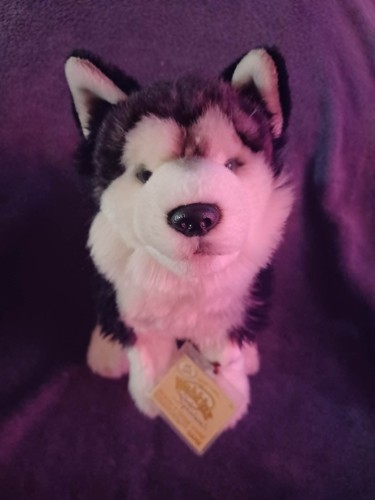 Signature siberian husky - signature,